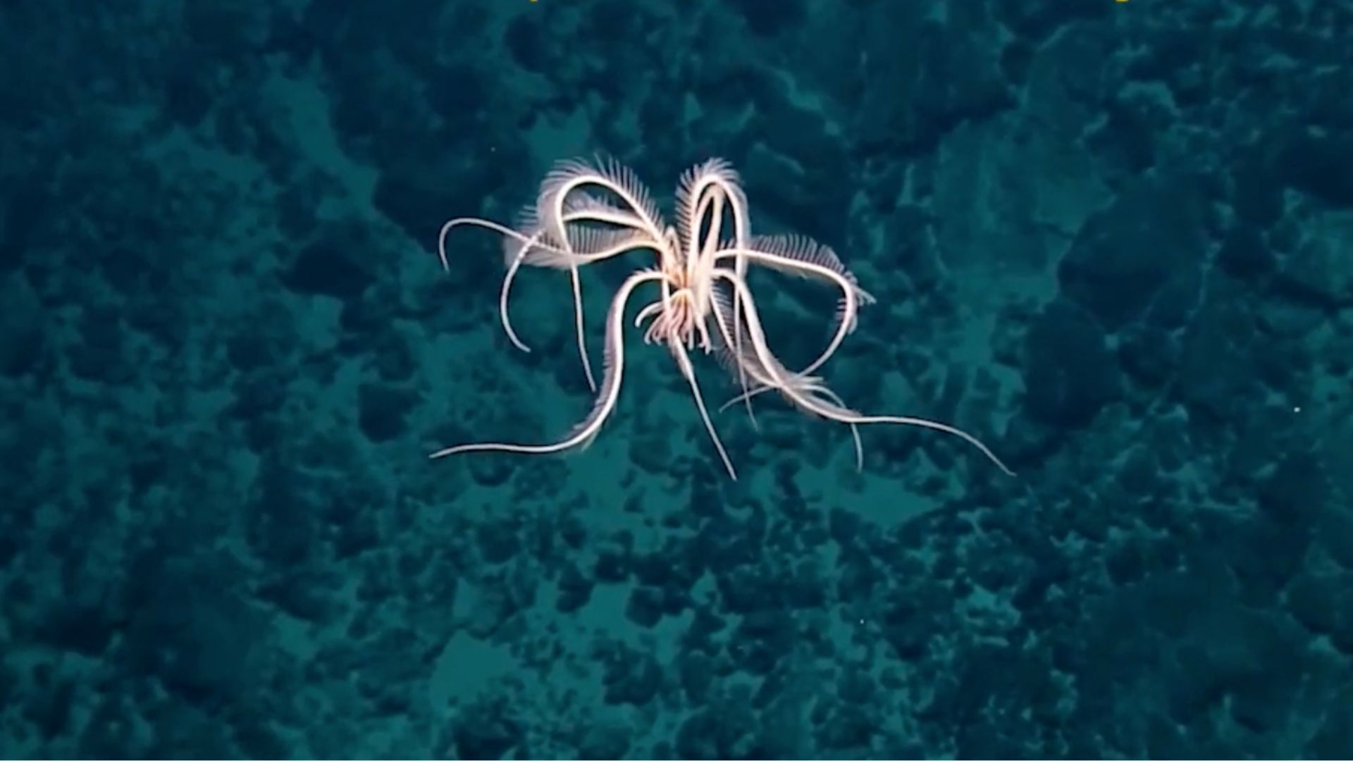 North Carolina State University Develops Feather Star-Inspired Underwater Robot with Two Actuators