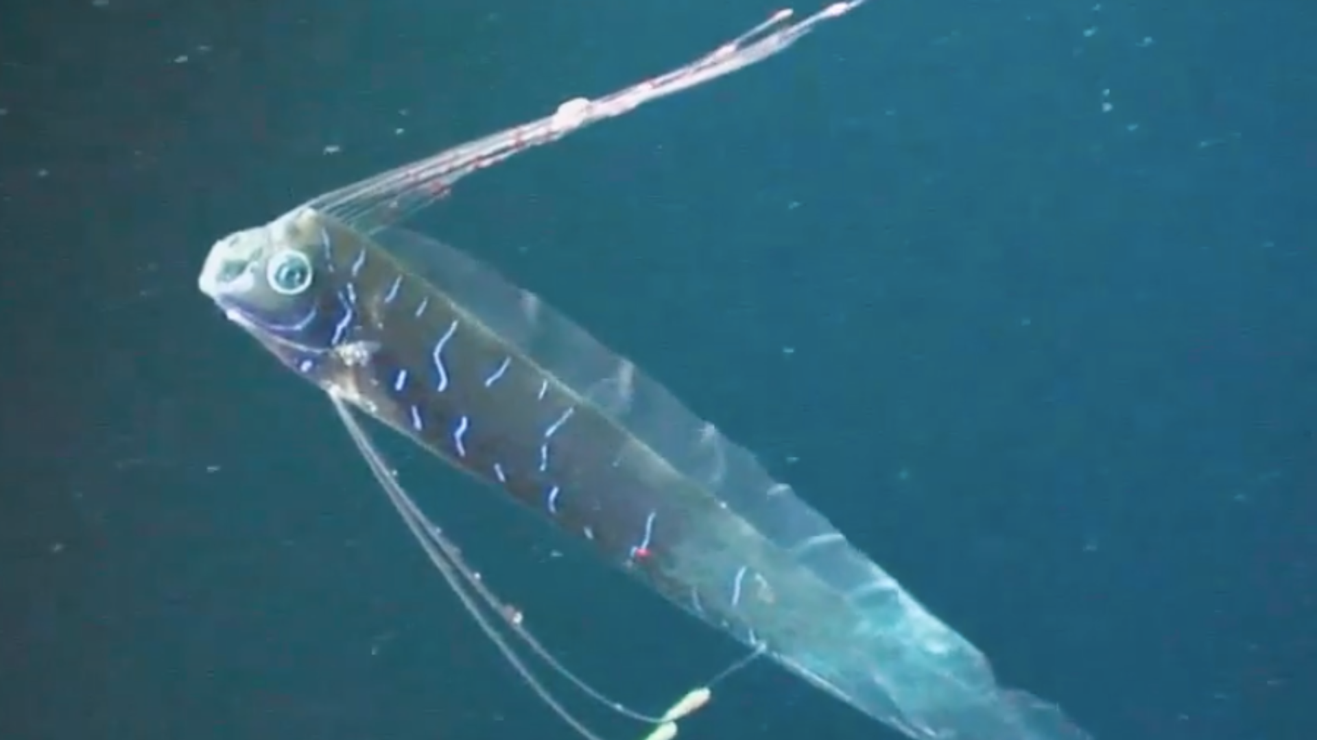 Oarfish Inspiration Drives Development of Silent Underwater Robots for Ocean Monitoring