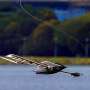 SUTD Develops Nature-Inspired Robot That Lands on Water and Sails Autonomously